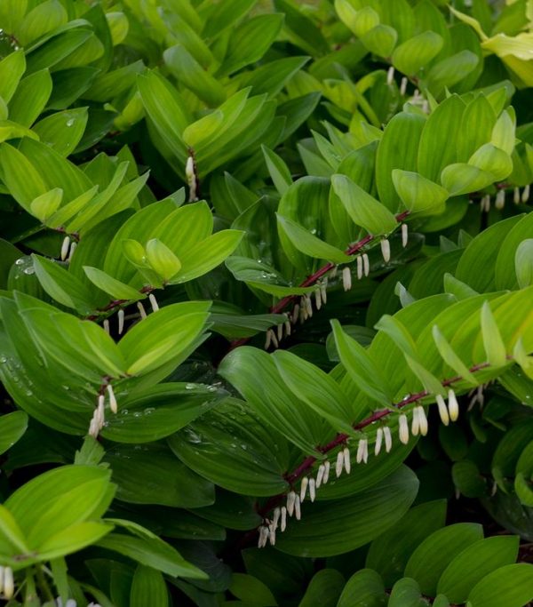 POLYGONATUM ODORATUM `RUBY SLIPPERS`