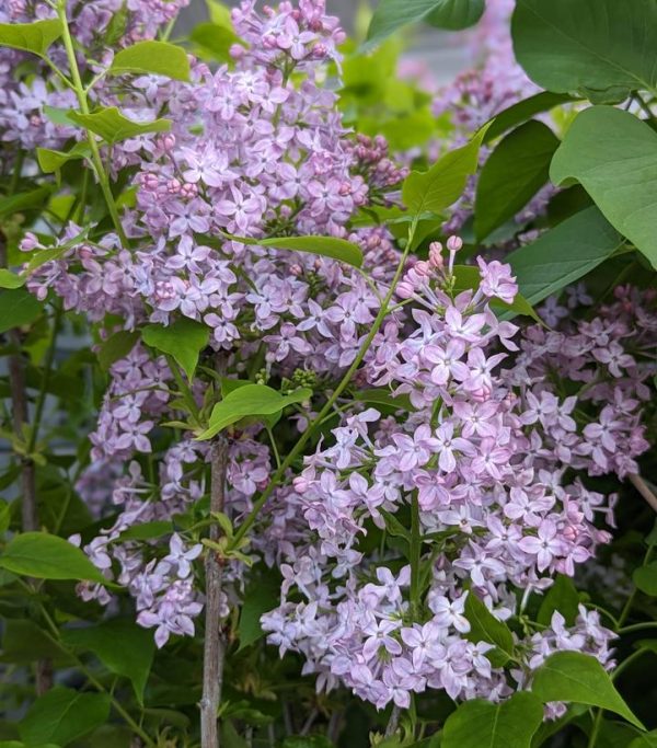 SYRINGA X HYACINTH. SCENTARA `PURA`