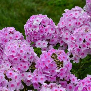 PHLOX LUMINARY `OPALESCENCE`