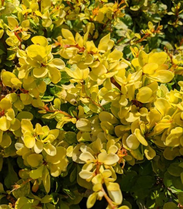 BERBERIS WORRYFREE `LEMON CUTIE`