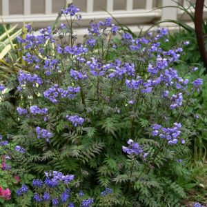 POLEMONIUM `HEAVEN SCENT`