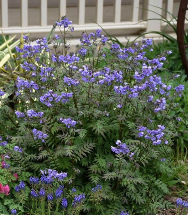 POLEMONIUM `HEAVEN SCENT`