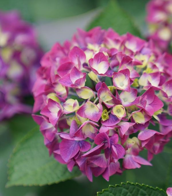 HYDRANGEA M `WEE BIT GIDDY`
