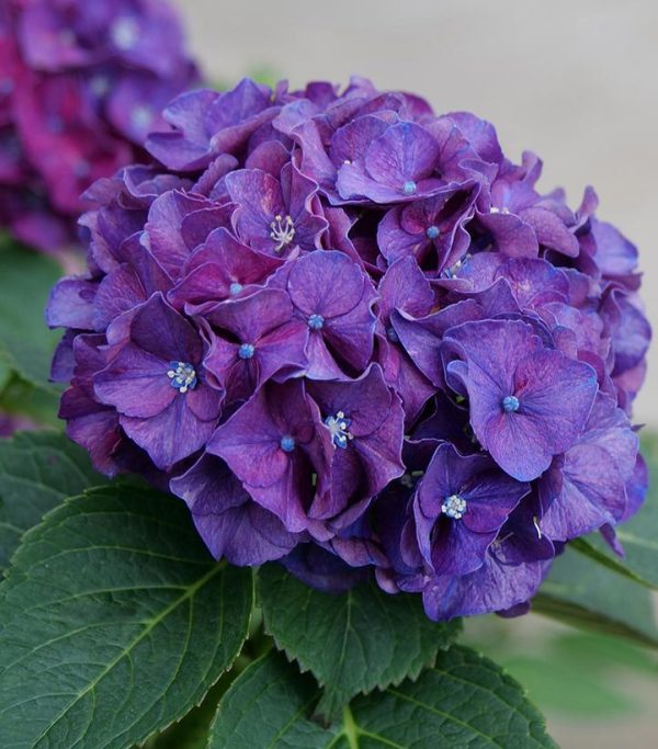 HYDRANGEA M `WEE BIT GRUMPY`