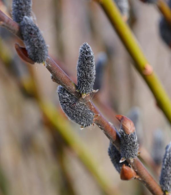 SALIX CHAENOMELOIDES `BLACK CAT`