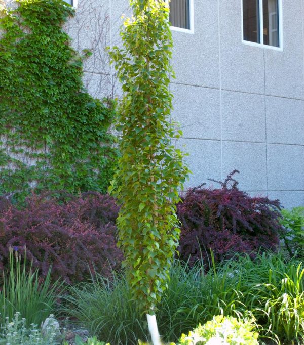 BETULA PLATYPHYLLA `PARKLAND PILLAR`