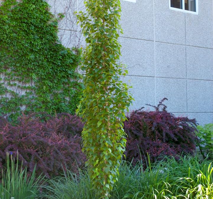 Parkland Pillar® Birch