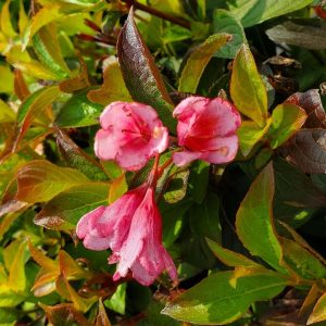 WEIGELA X `STROBE`
