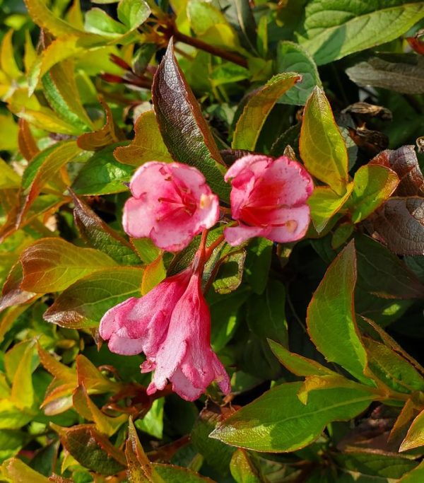 WEIGELA X `STROBE`