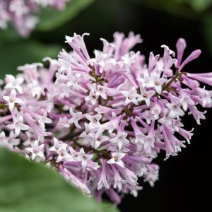 SYRINGA X `LITTLE LADY`