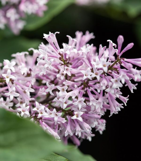 SYRINGA X `LITTLE LADY`