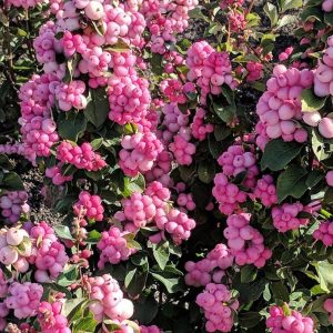 SYMPHORICARPOS X DOOR. `PINKY PROMISE`