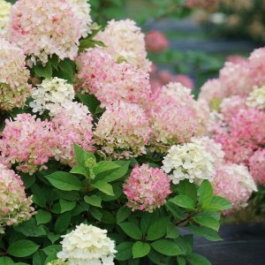 HYDRANGEA PAN. `FIRE LIGHT TIDBIT`