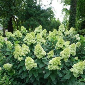 HYDRANGEA PAN. `LIMELIGHT PRIME`