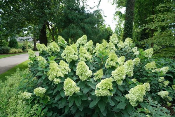 HYDRANGEA PAN. `LIMELIGHT PRIME`