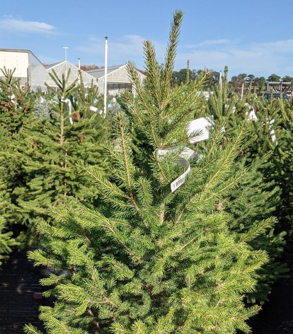 PICEA GLAUCA `MONTROSE CHARM`