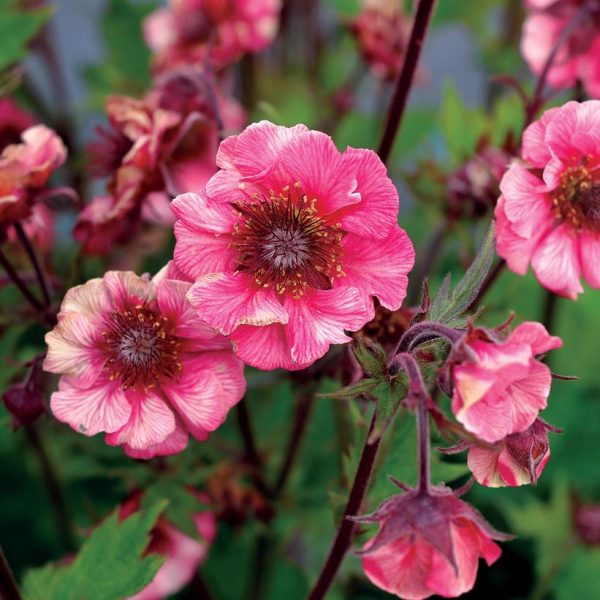 GEUM TEMPO `ROSE`