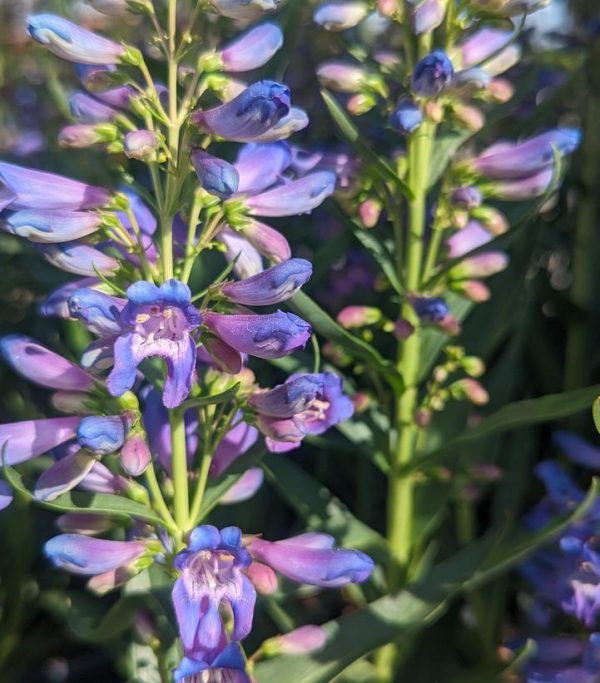 PENSTEMON PRISTINE `BLUE`