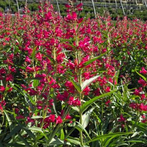 PENSTEMON PRISTINE `DEEP ROSE`