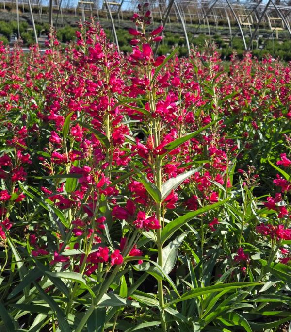 PENSTEMON PRISTINE `DEEP ROSE`