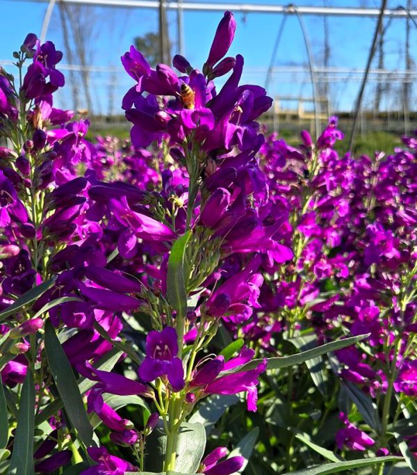 PENSTEMON PRISTINE `LILAC PURPLE`