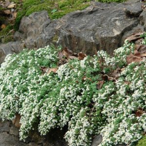ASTER ERICOIDES `SNOW FLURRY`
