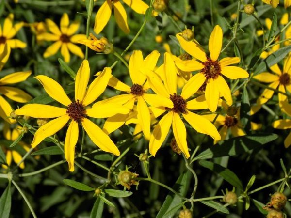 COREOPSIS TRIPTERIS `GOLD STANDARD`