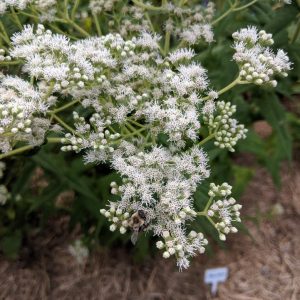 EUPATORIUM PERFOLIATUM
