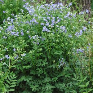 POLEMONIUM REPTANS