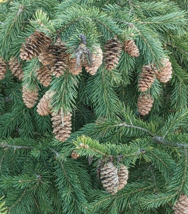 PICEA GLAUCA `DENSATA`