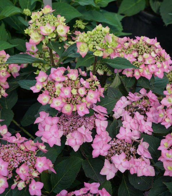 HYDRANGEA M.S. L.D.`CAN DO!`