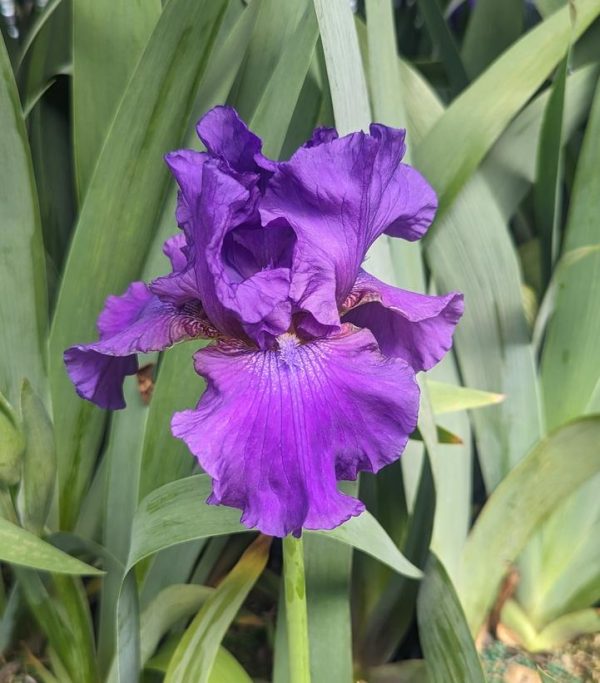 IRIS GERMANICA `HIS ROYAL HIGHNESS` (PURPLE)