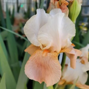 IRIS GERMANICA `INVITATION` (ORANGE/CREAM)