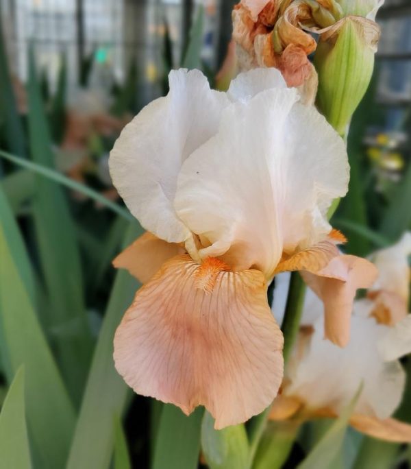 IRIS GERMANICA `INVITATION` (ORANGE/CREAM)