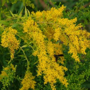 SOLIDAGO ODORA