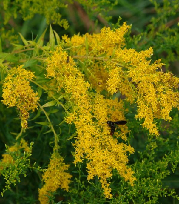 SOLIDAGO ODORA
