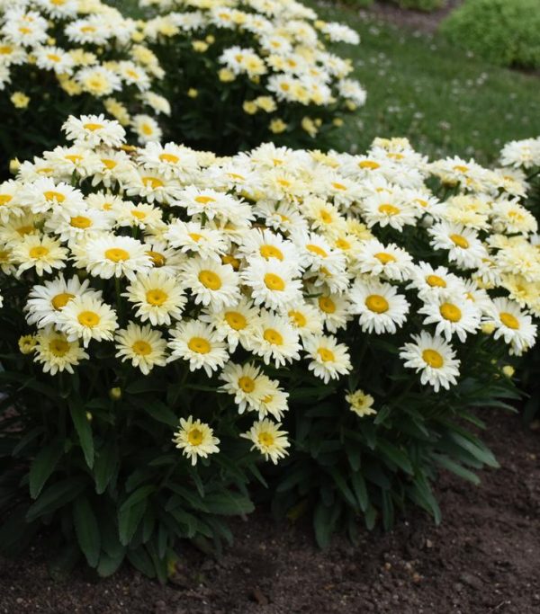 LEUCANTHEMUM AMAZING DAISIES `BANANA CREAM II`