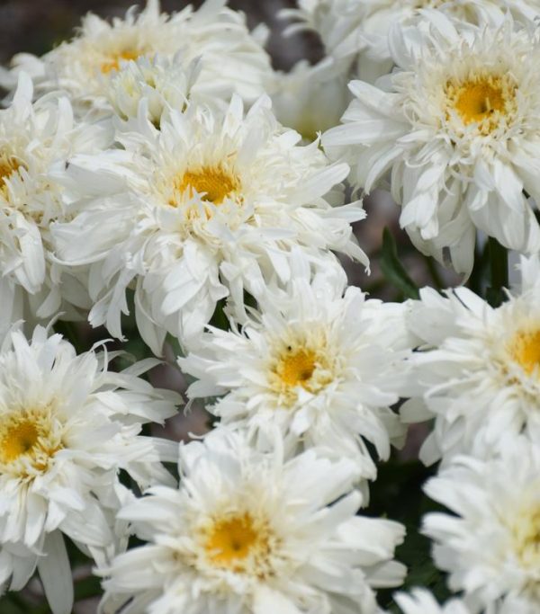 LEUCANTHEMUM AMAZING DAISIES `MARSHMALLOW`