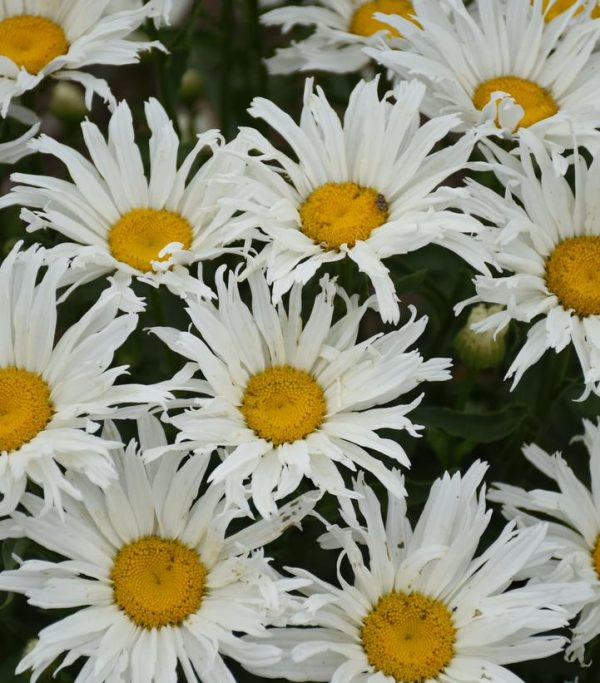 LEUCANTHEMUM AMAZING DAISIES `SPUN SILK`