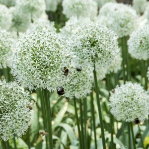 ALLIUM `MOUNT EVEREST`