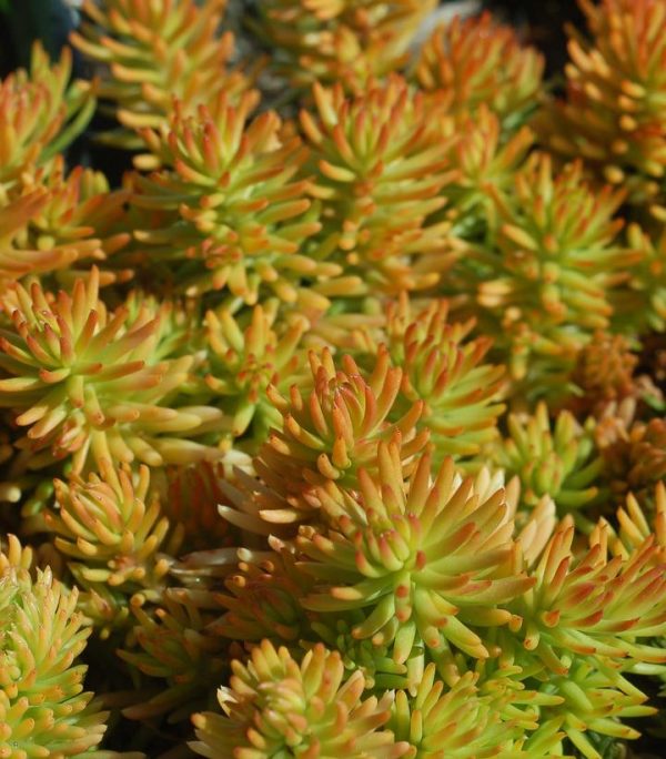 SEDUM `PRIMA ANGELINA`