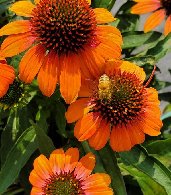 ECHINACEA ARTISAN `SOFT ORANGE`