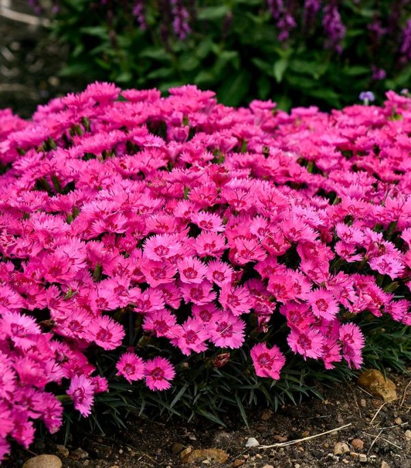 DIANTHUS `PAINT THE TOWN FANCY`