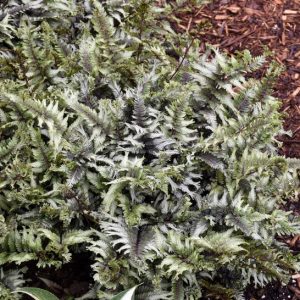 ATHYRIUM NIPPONICUM `CRESTED SURF`