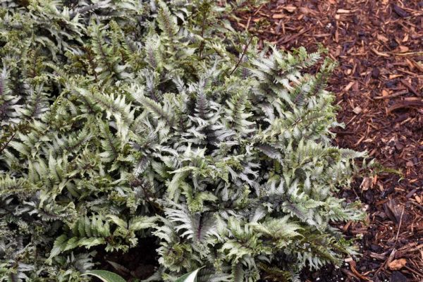 ATHYRIUM NIPPONICUM `CRESTED SURF`