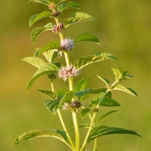 MENTHA ARVENSIS