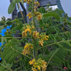 SENNA HEBECARPA