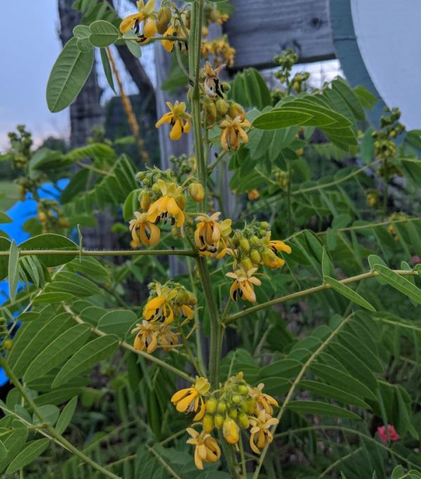 SENNA HEBECARPA