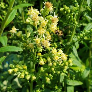 SOLIDAGO BICOLOR