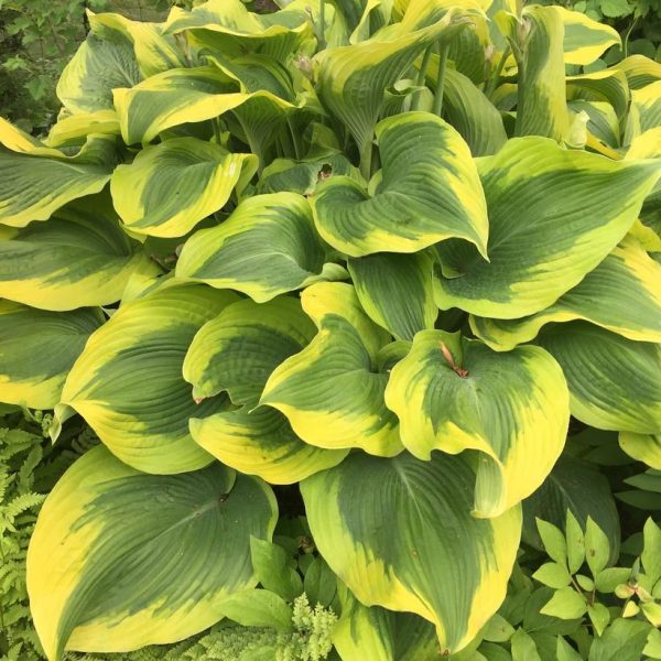 HOSTA `ATLANTIS`